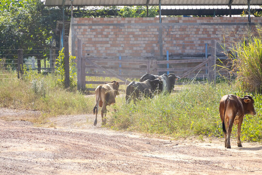 Livestock grazing and walking, kicking up dust on a countryside path in Brazil
