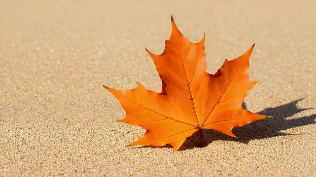 A vibrant orange maple leaf rests on textured sand, captured with a slow panning motion in bright sunlight.