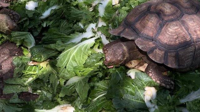 Tortoise eating fresh green vegetables in Chiang Mai