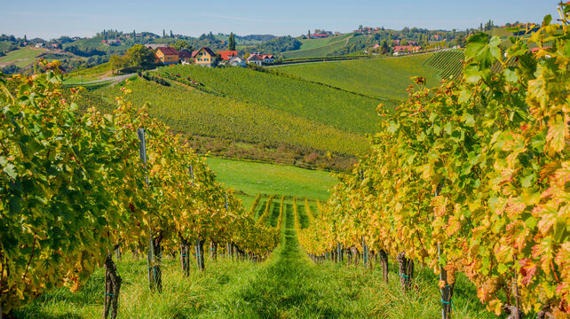Vineyards along South Styrian Wine Road, a charming region on the border between Austria and Slovenia with green rolling hills, vineyards, picturesque villages and wine taverns