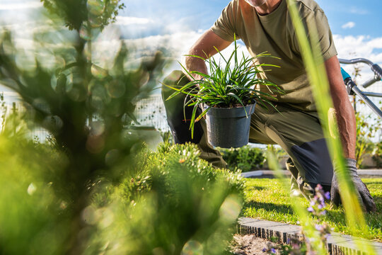 Gardener holding a potted ornamental grass in a garden