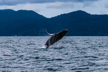 Humpback whale jump © Jalvan