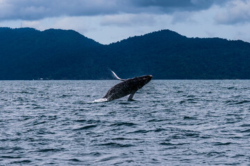 Humpback whale jump © Jalvan