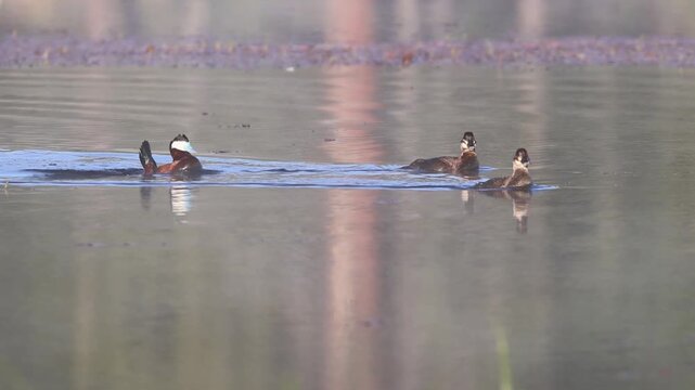 Ruddy duck (Oxyura jamaicensis) drake with cocked tail follows two hens, splashing with his bill in courtship display, in slow motion at Kyburz Marsh in Sierra County, California