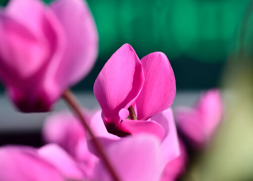 Close-up of a pink Cyclamen flower against a blurry green background.