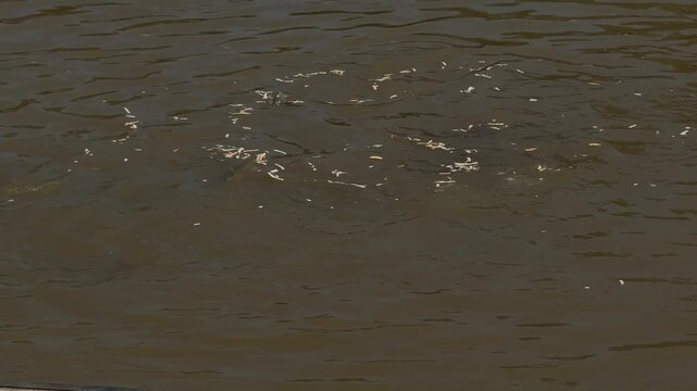 Water splash and ripples from feeding fish on the ping river, on murky river surface