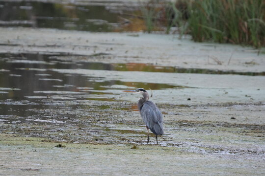 great blue heron