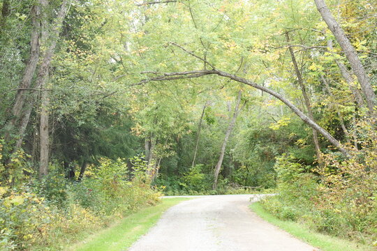 road in the woods