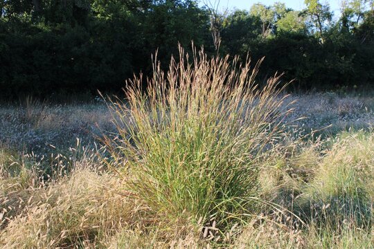 Big bluestem grass cluster in a meadow in Niles, Illinois in bright sun.