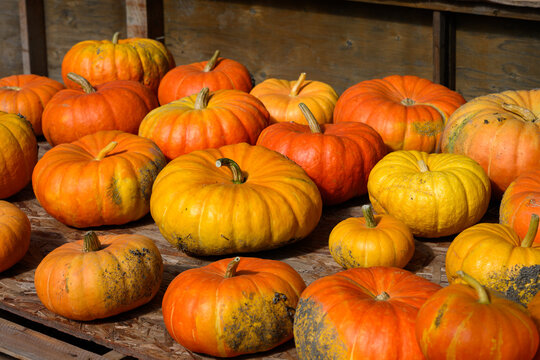 Short wide orange Cinderella pumpkins on a sunny day, fresh fall harvest from the field, Happy Halloween and Thanksgiving, outdoor farmers market 
