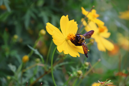 A carpenter bee sipping nectar from a yellow cosmos flower