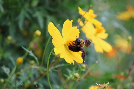 A carpenter bee sipping nectar from a yellow cosmos flower