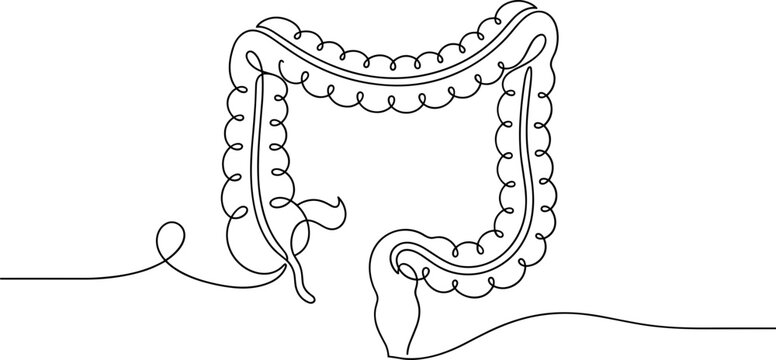 Single line drawing of human large intestine anatomy.