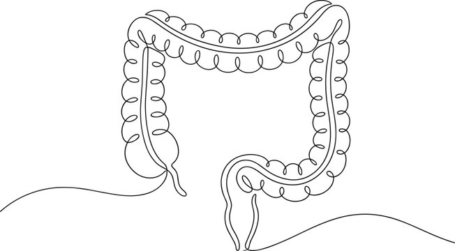 Continuous single line drawing of human large intestine anatomical structure showing colon and rectum.