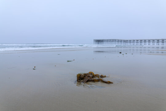 A piece of brown giant kelp Macrocystis pyrifer seaweed lies on the wet shoreline of a foggy beach in San Diego, California, on overcast summer morning
