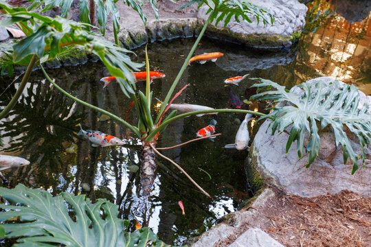Bright koi fish swim through clear pond water surrounded by lush green tropical leaves in San Diego, California