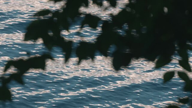 Close-Up Silhouette of Drooping Tree Branches with Waves Lapping on a Lakeshore in the Background