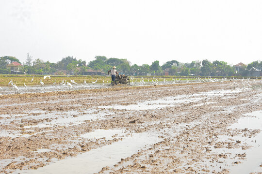Farmer plowing muddy rice field with tractor surrounded by egrets