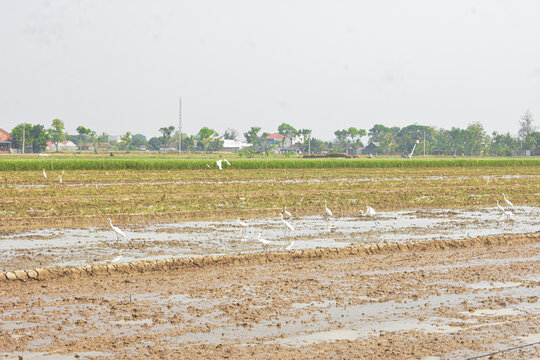 Flock of white egrets foraging in muddy rice paddy field