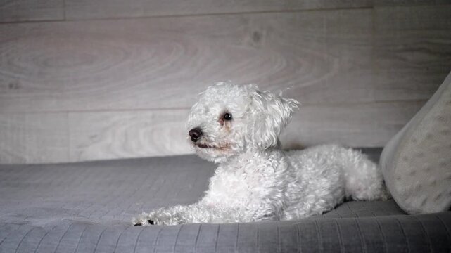 Adorable white curly-haired bichon frise dog resting on a cozy gray sofa. The attentive purebred puppy curiously looks around the room