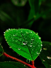 A close up micro photography environmental nature plant leaf water drop  © Dilu