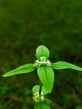 A close up micro photography environmental nature plant leaf water drop 