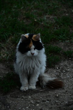 Fluffy Calico Cat