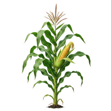 Single corn plant with long green leaves, a yellow ear of corn on the stalk, and a tassel at the isolated on a transparent background