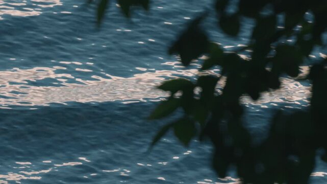 Close-Up Silhouette of Drooping Tree Branches with Waves Lapping on a Lakeshore in the Background