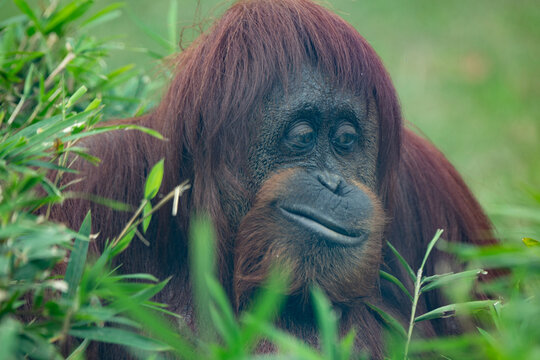 Smirking Orangutan in Tall Grass