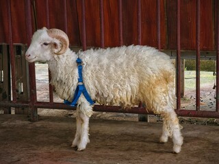 Male Sheep with Large Horns Wearing Blue Harness in Rustic Enclosure © Yuliantini