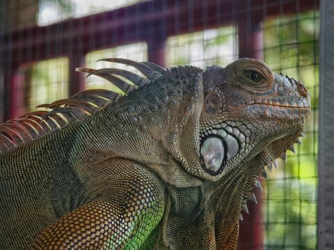 Close-up of an iguana's scaly head and body, detailed texture, sharp spines, natural lighting