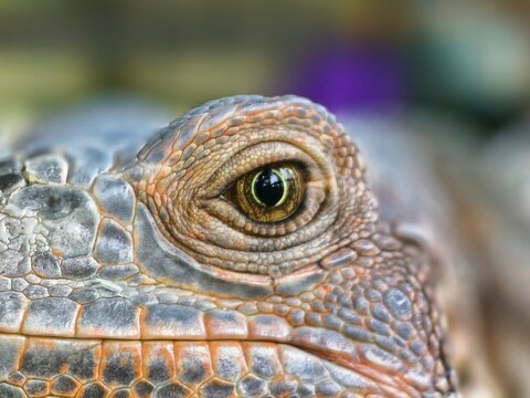 Extreme close-up of an iguana's eye, detailed scales, reptile macro, natural wildlife, colorful skin texture