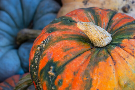 Colorful pumpkin squash showing autumnal harvest and gourd