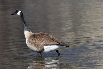 canada goose branta canadensis in water © Christine Donnelly
