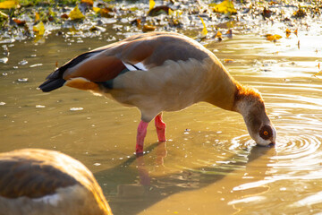 Birds Egyptian geese drinking and bathing at watering hole in summer, Wildlife scene, refreshing water, natural behavior for nature and wildlife themes © kittyfly