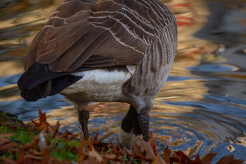 Canadian geese, birds North America on shore pond preparing for southern migration, Natural grazing behavior, nature reserve, bird migration, animal life © kittyfly