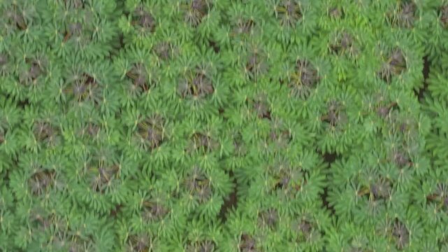 Aerial View of Green Cassava Field in Thailand