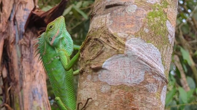 Bright Green Crested chameleon Climbing on a Rough Tree Bark in a Tropical Rainforest