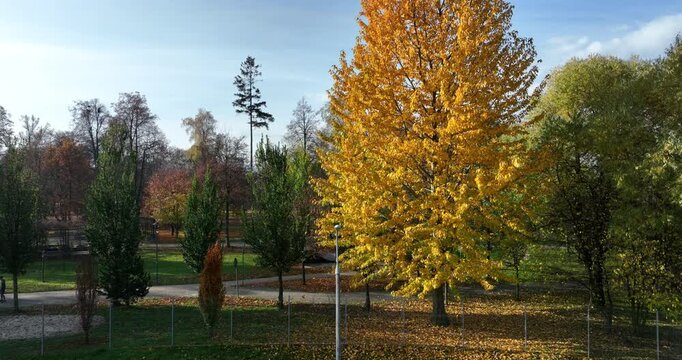 Aerial rise from golden autumn tree to Tatra Mountains in Nowy Targ