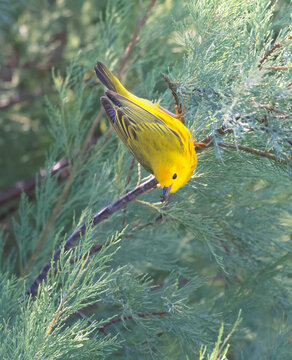 Yellow Warbler (Setophaga aestiva) Feeding During Spring Migration, Galveston, Texas, USA