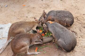 Obraz premium Brown Wallabies Eating Vegetables in Outdoor Sandy Area