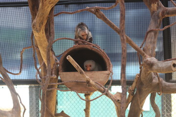 Curious White Monkey in Wooden Nest Inside Enclosure © Muchlis Nugroho