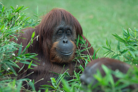 Smiling Orangutan in tall grass