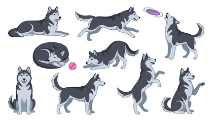 Fototapeta premium Set of cute Siberian husky cartoon character illustrations showing different poses and activities isolated on white background