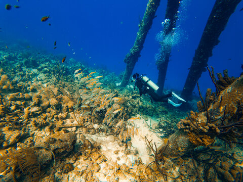 A SCUBA diver swims among Smallmouth Grunts, Salt Pier, Bonaire