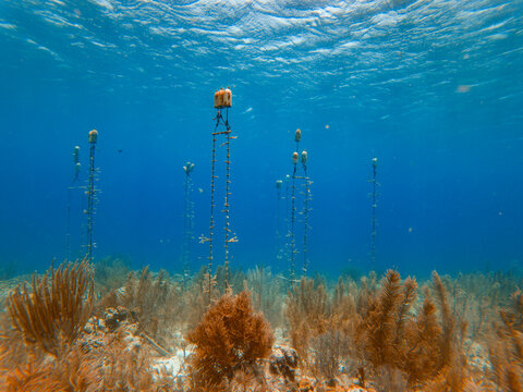 A reef regeneration study area in a coral reef on Bonaire