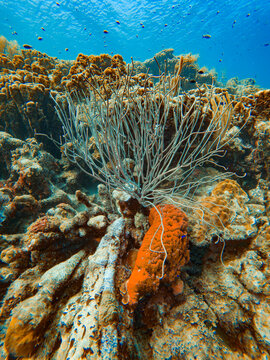 Coral in a shallow reef in Bonaire