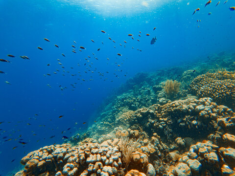Colorful fish swim around a coral reef on a Caribbean island in a blue sea