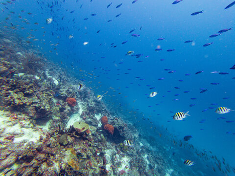 Colorful fish swim around a coral reef on a Caribbean island in a blue sea